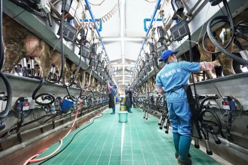 新乳業(yè)發(fā)布業(yè)績預(yù)告 上半年收入預(yù)計(jì)同比增長超60%，數(shù)字技術(shù)服務(wù)驅(qū)動強(qiáng)勁增長